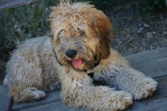 A soft, thick-coated, dog with wavy fur and long hair that covers up the dogs eyes, ears that hang to the sides and a pink tongue hanging out sitting down on a wooden deck